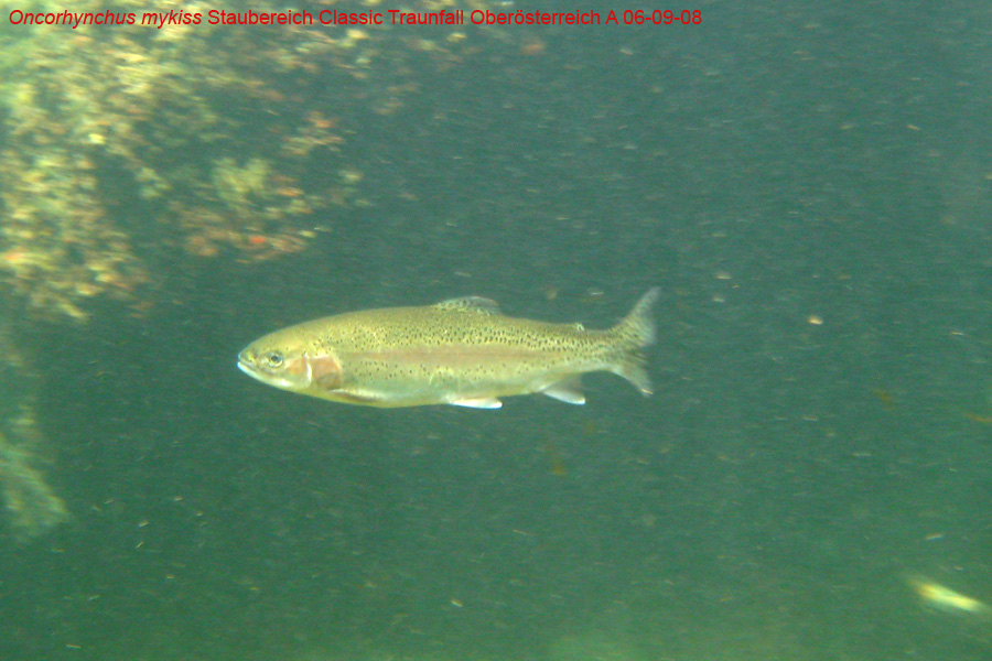 Immersione in fiume austriaco